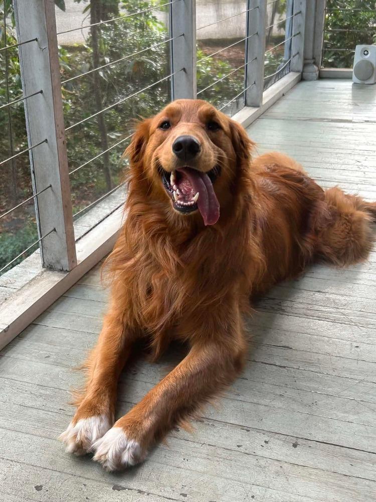 Jesse, a Adoptable Golden Retriever in Troy, VA image 5/6