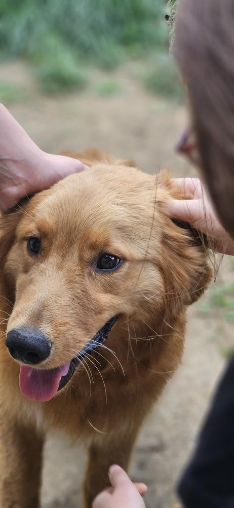 Jesse, a Adoptable Golden Retriever in Troy, VA image 6/6