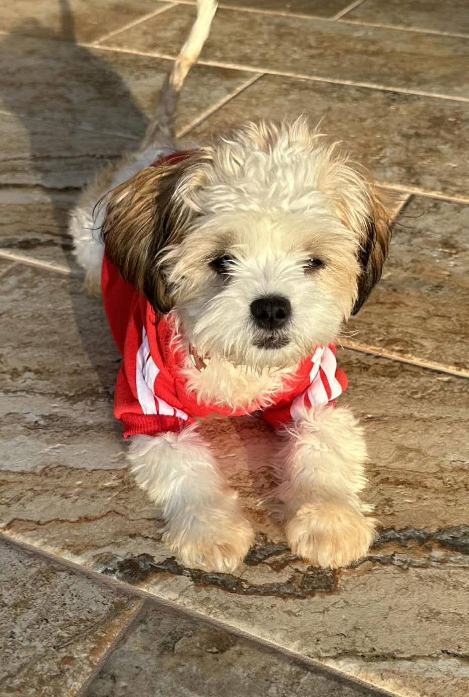 Gigi, Adopted, Young Female Maltese & Poodle.