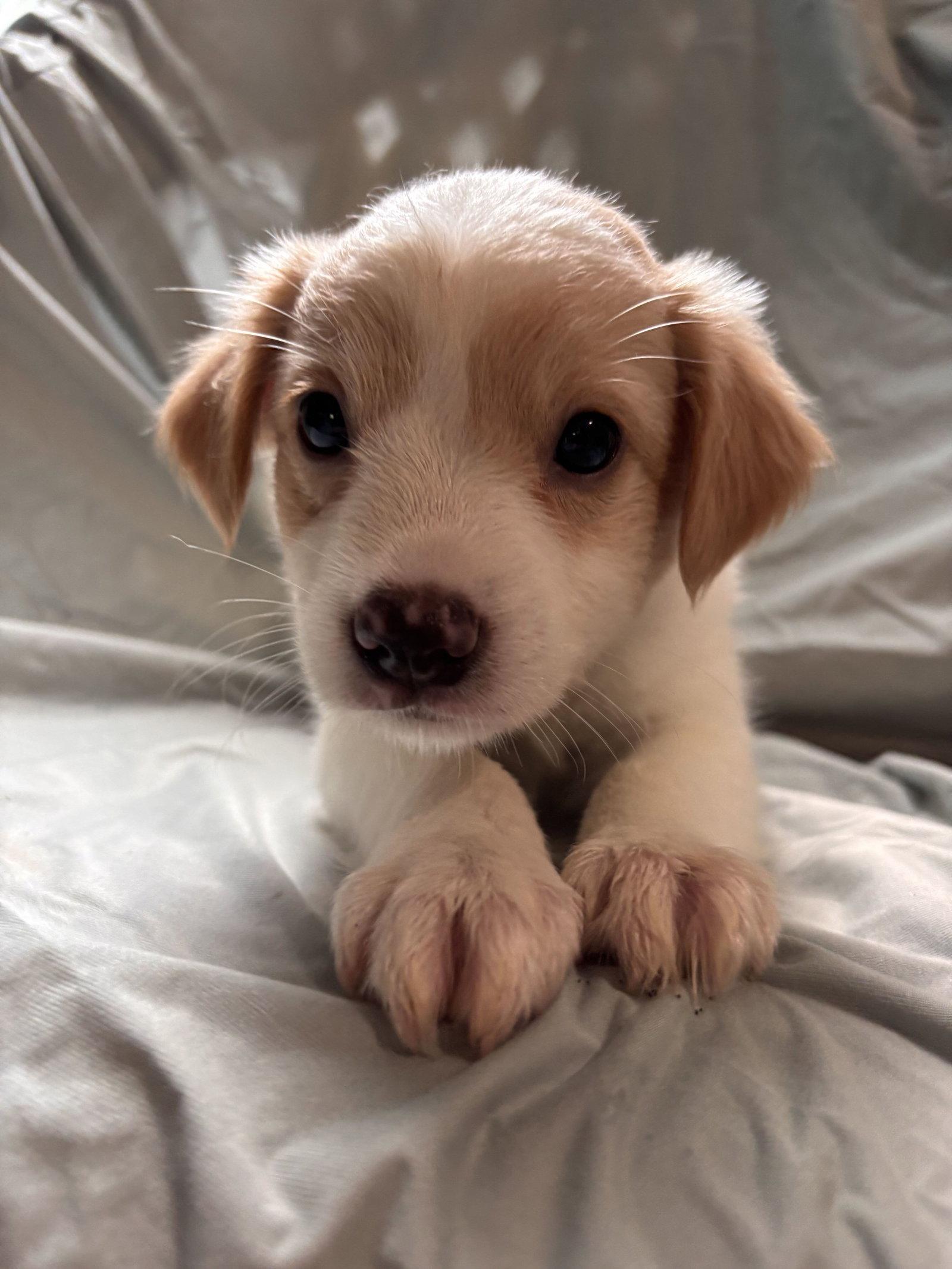 Matcha Jul 26 - An Annie Pup, Adoptable, Puppy Male Terrier.