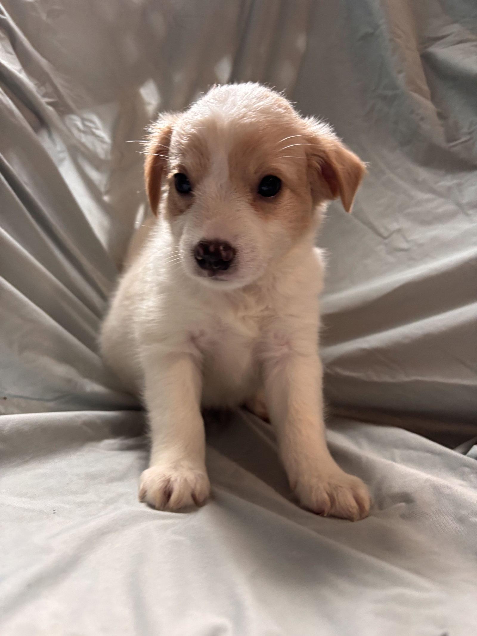 Enlarge Matcha Jul 26 - An Annie Pup, a Adoptable Terrier in Pacolet, SC image 2/3