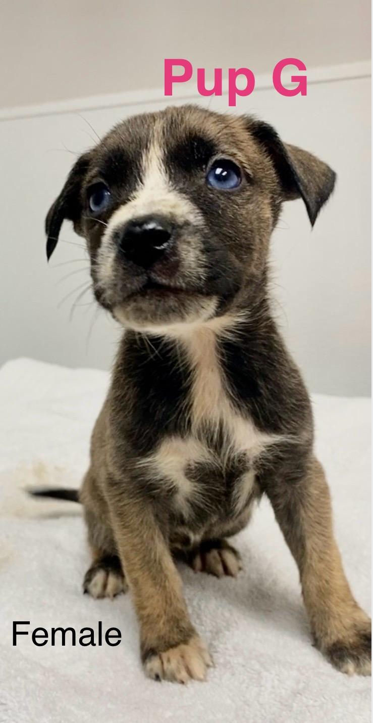 Pup G, adopted, Puppy Female Mixed Breed.