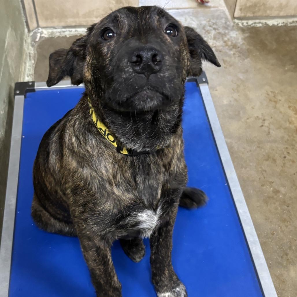 Enlarge Chicory, a Adoptable Mixed Breed in Eureka Springs, AR image 1/3