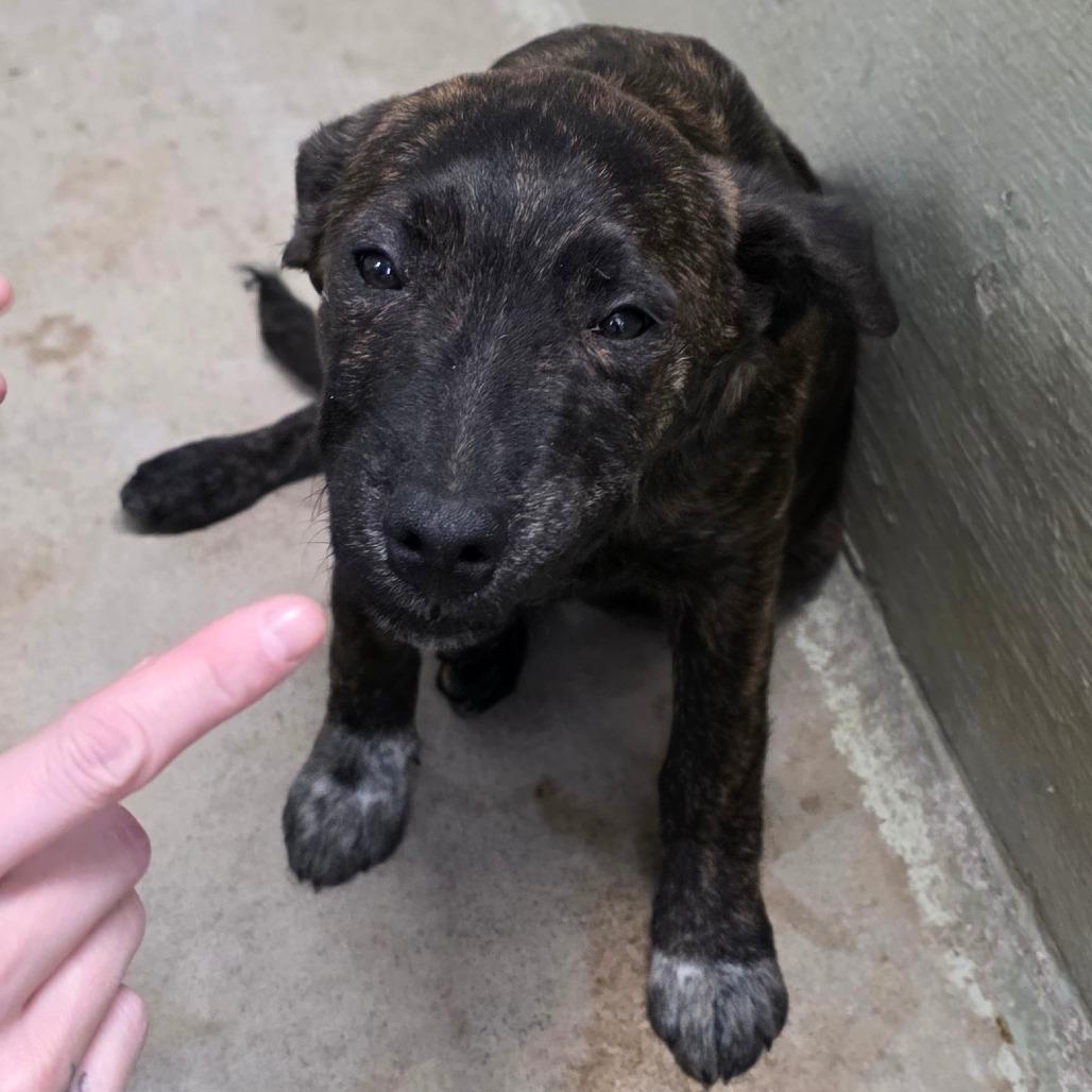 Enlarge Chicory, a Adoptable Mixed Breed in Eureka Springs, AR image 2/3