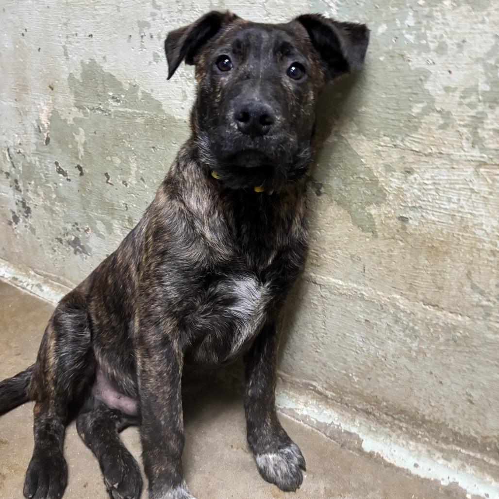 Enlarge Chicory, a Adoptable Mixed Breed in Eureka Springs, AR image 3/3