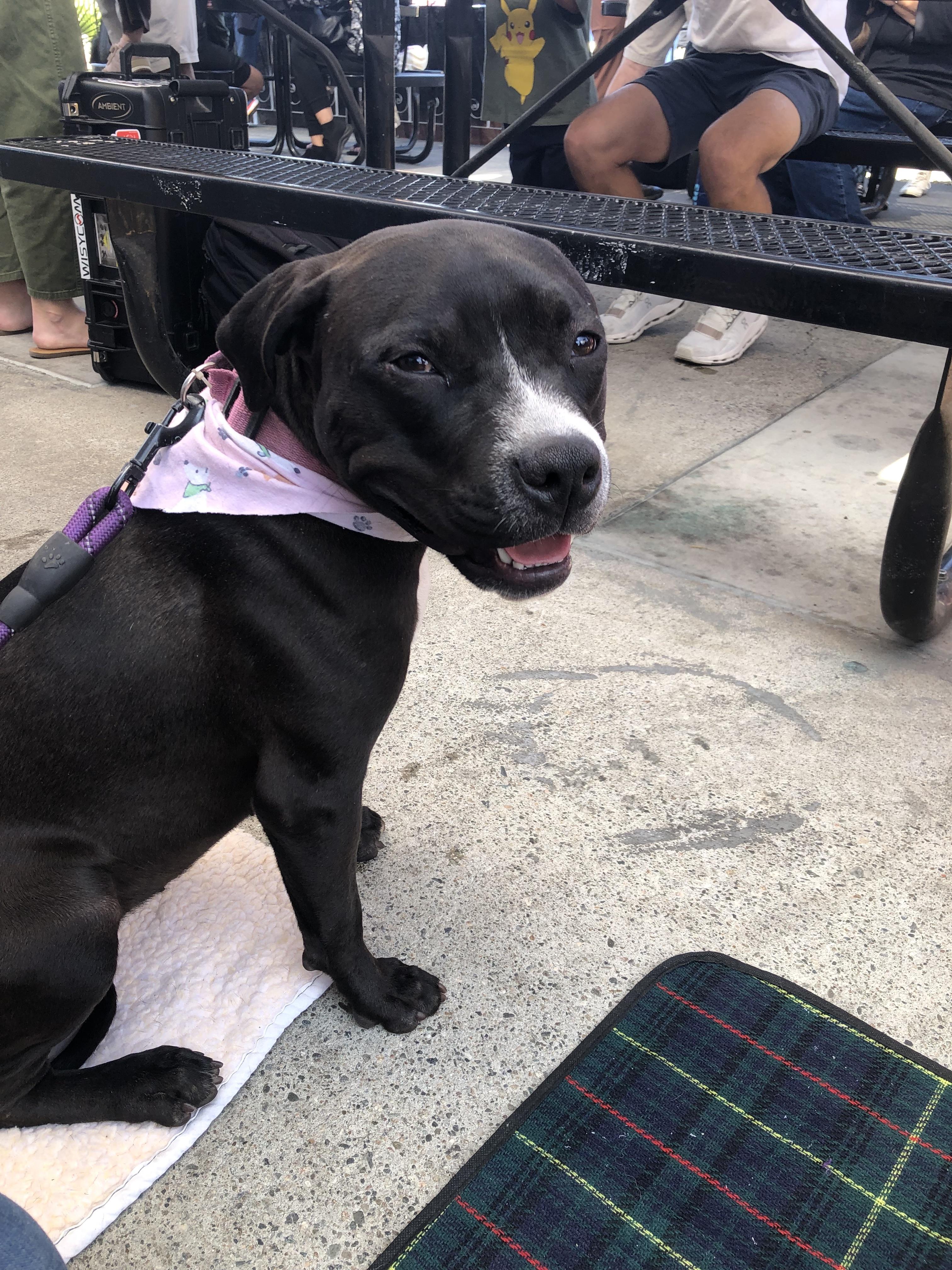 Izzy, a Adoptable mixed breed in Monrovia , CA image 1/6