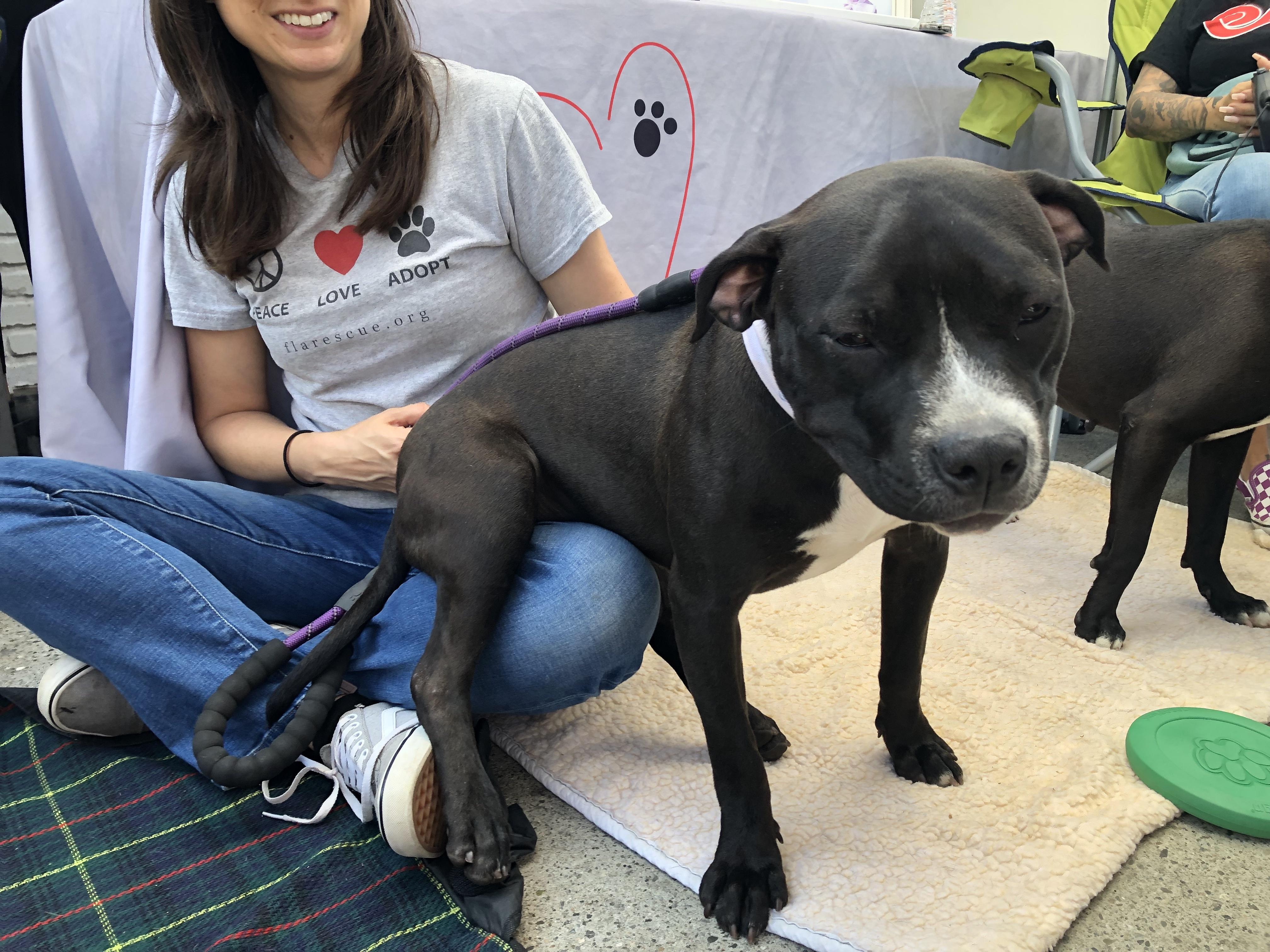 Izzy, a Adoptable mixed breed in Monrovia , CA image 2/6