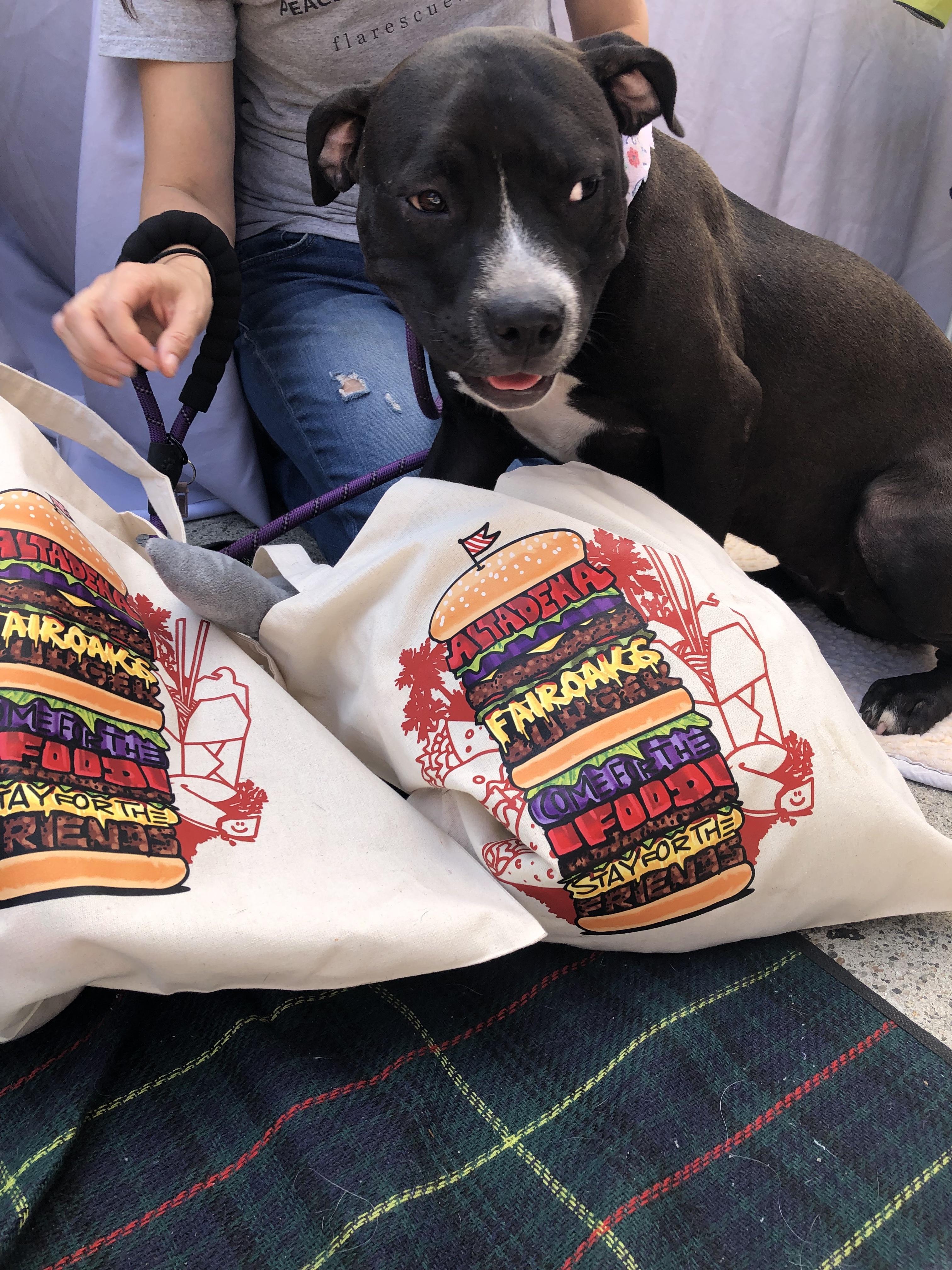 Izzy, a Adoptable mixed breed in Monrovia , CA image 3/6