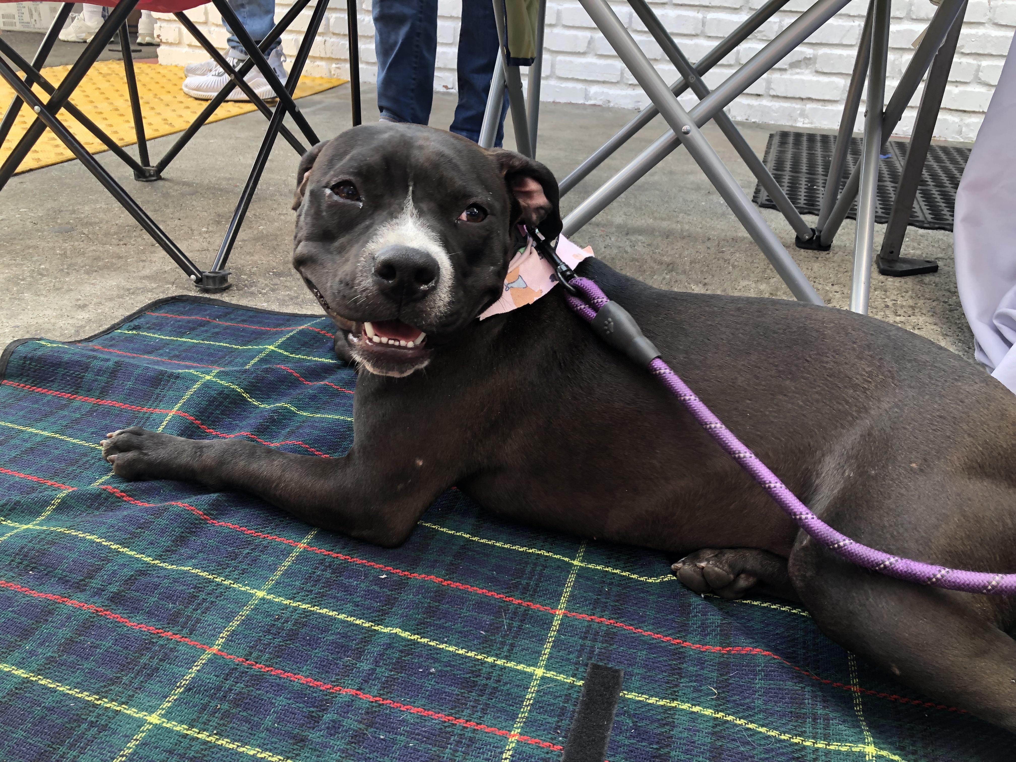 Izzy, a Adoptable mixed breed in Monrovia , CA image 4/6
