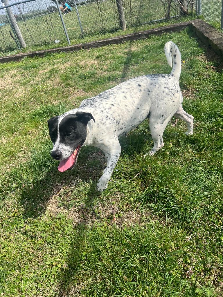 Lil’ Miss Audrey O’Gold-Adoptable, Adoptable, Adult Female Retriever.