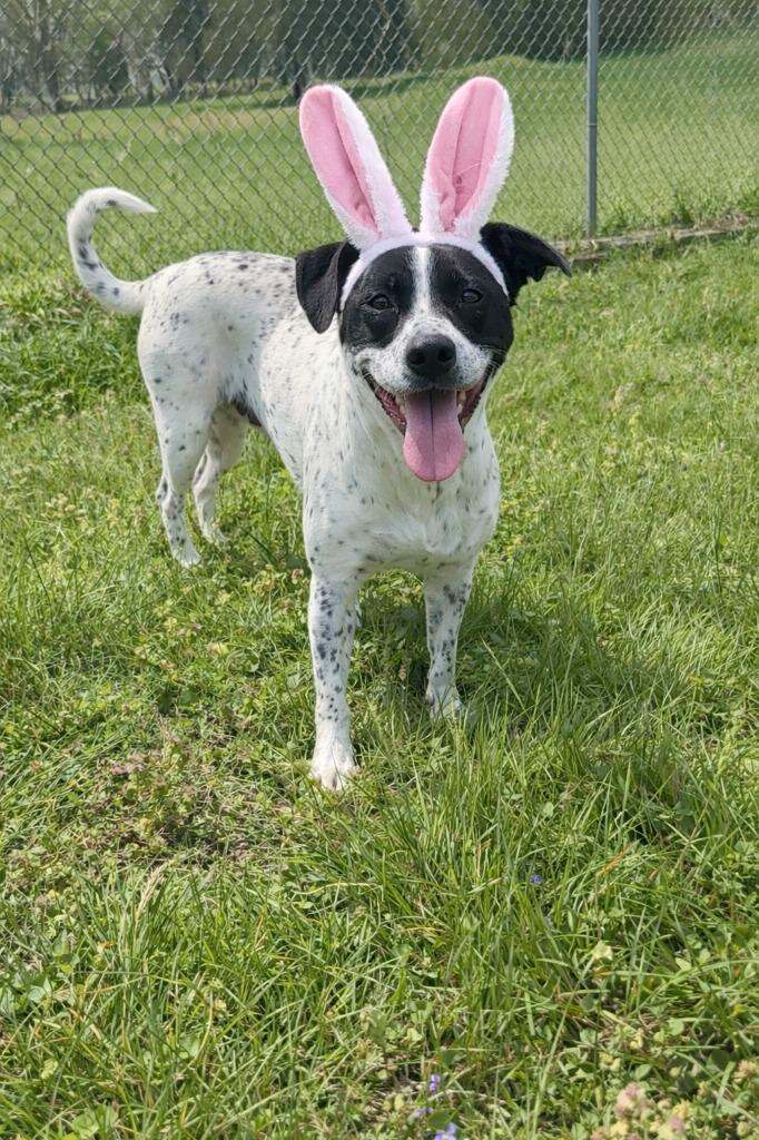 Enlarge Audrey-Adoptable, a Adoptable Retriever in Chickamauga , GA image 2/5