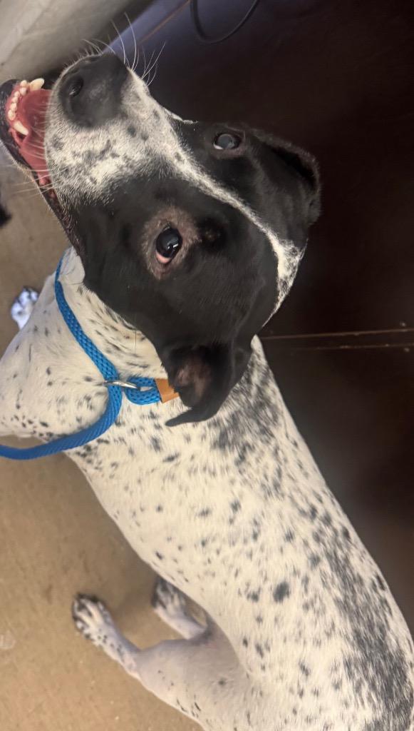 Audrey-Adoptable, Adoptable, Young Female Retriever.