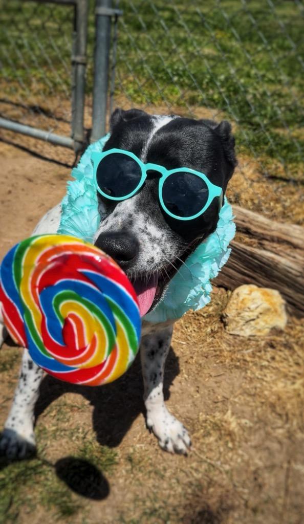 Enlarge Audrey-Adoptable, a Adoptable Retriever in Chickamauga , GA image 4/6