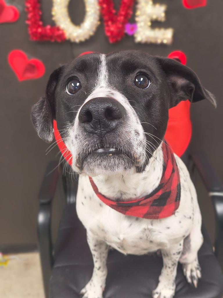 Audrey-Adoptable, a Adoptable Retriever in Chickamauga , GA image 2/2