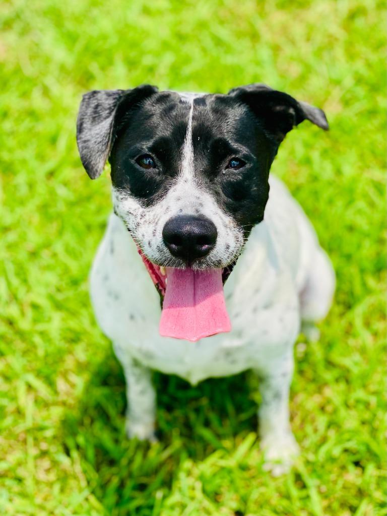 Audrey, a Adoptable Retriever in Chickamauga , GA image 5/6