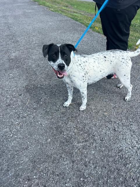 Enlarge Audrey-Adoptable, a Adoptable Retriever in Chickamauga , GA image 5/5