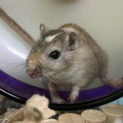 Noodle, Adoptable, Young Female Gerbil.