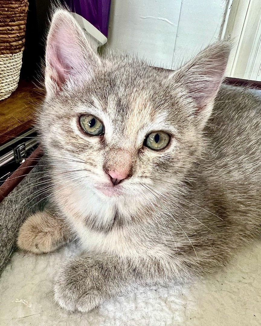 Enlarge Pepper, a Adopted American Shorthair in Los Angeles, CA image 1/10