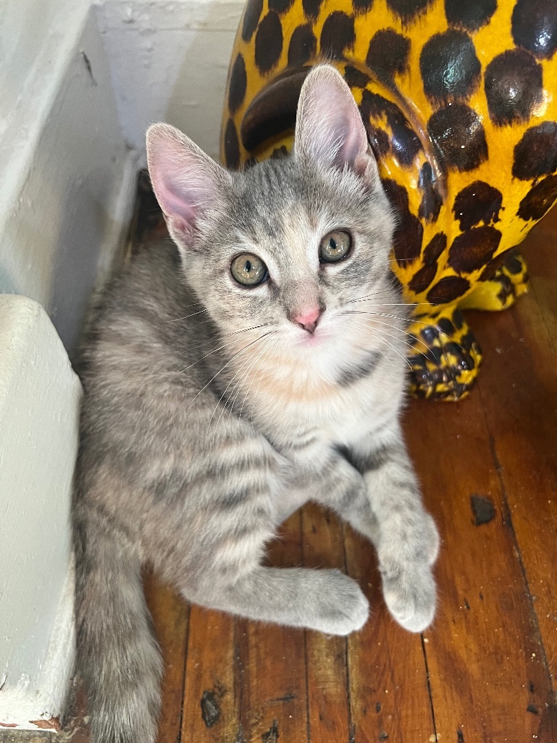 Enlarge Pepper, a Adopted American Shorthair in Los Angeles, CA image 2/10