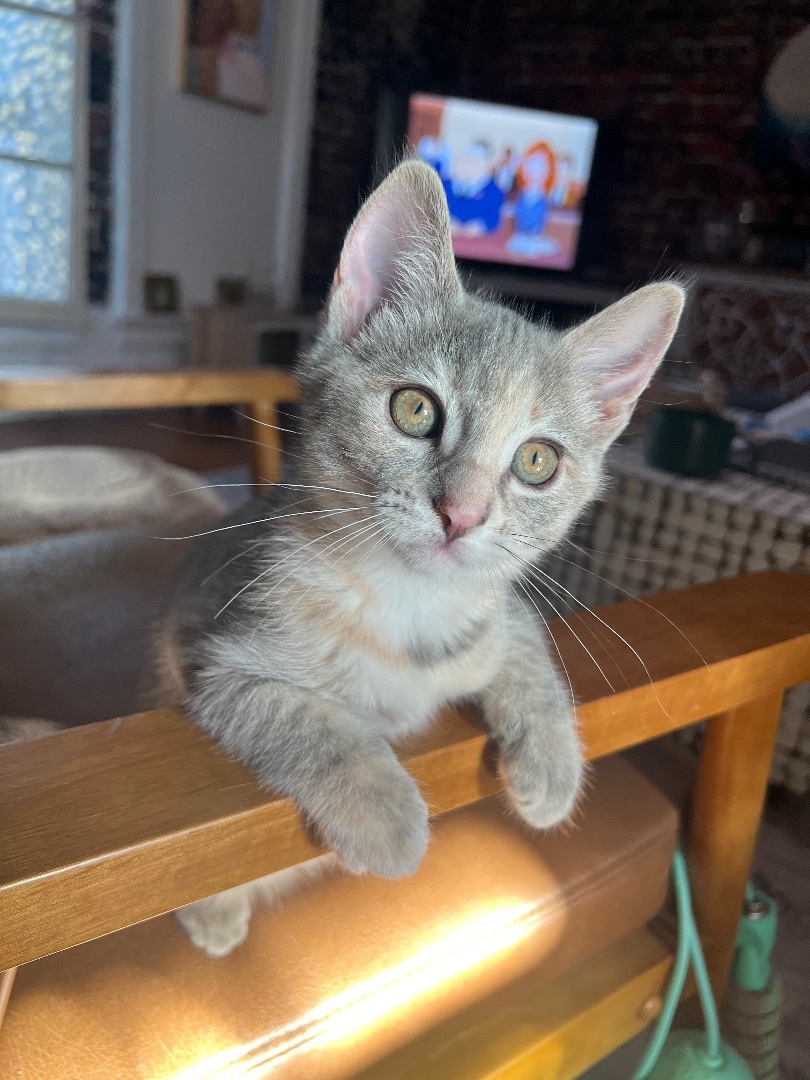 Enlarge Pepper, a Adopted American Shorthair in Los Angeles, CA image 3/10