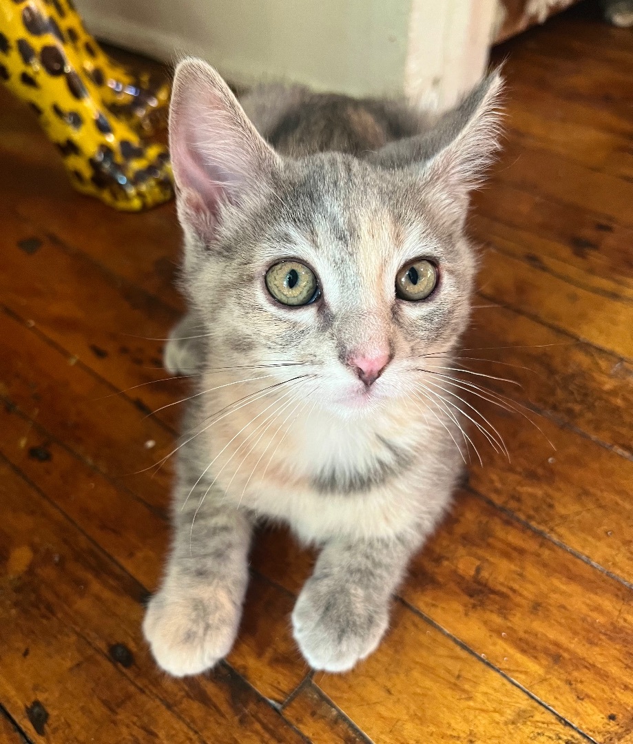 Enlarge Pepper, a Adopted American Shorthair in Los Angeles, CA image 4/10