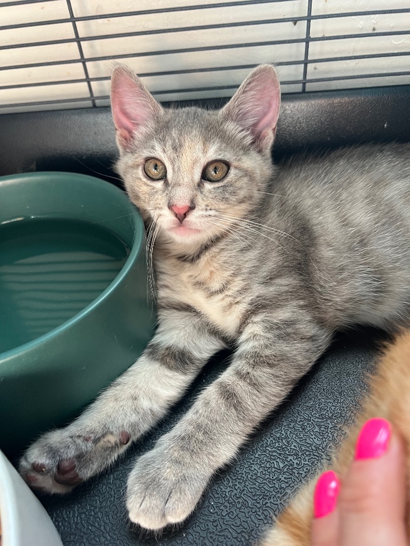 Enlarge Pepper, a Adopted American Shorthair in Los Angeles, CA image 5/10