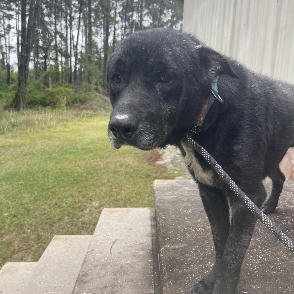 Enlarge Dozer, a Adoptable mixed breed in Valdosta , GA image 1/6