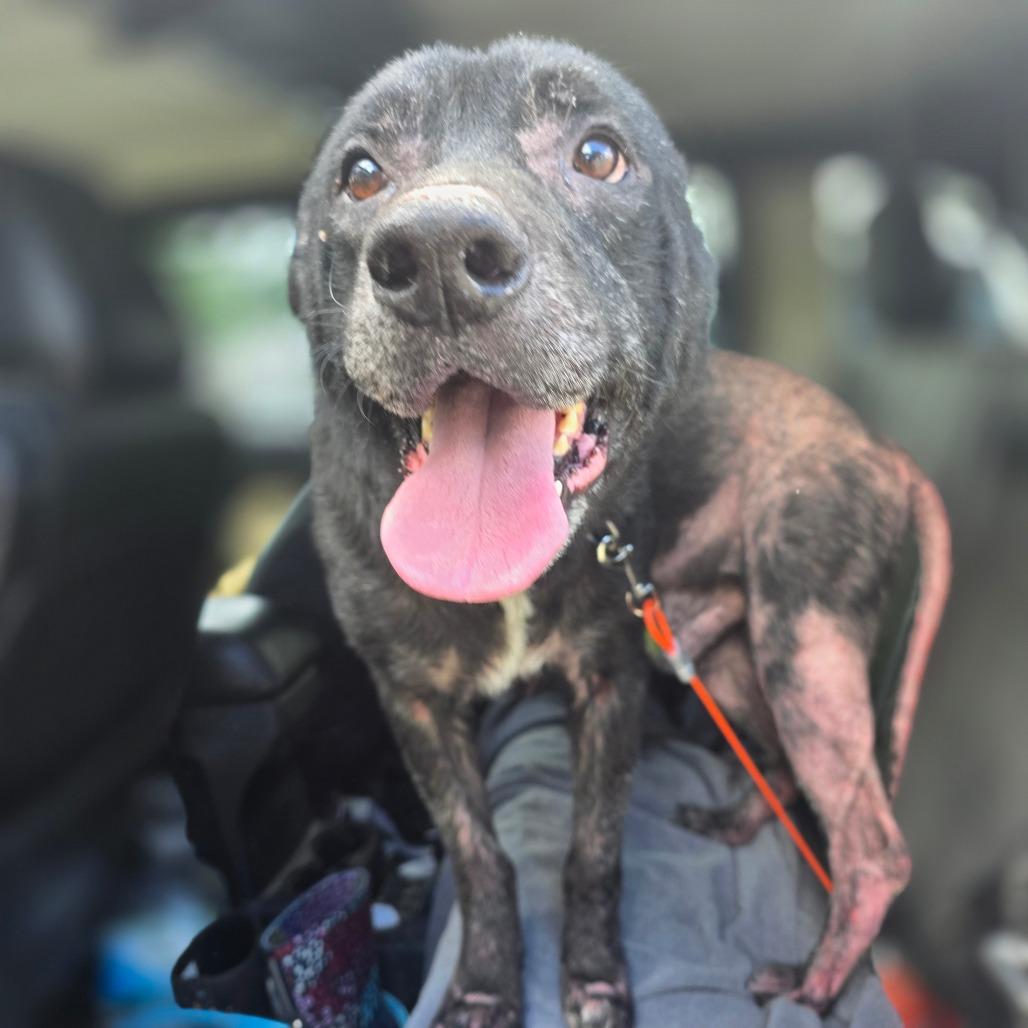 Enlarge Dozer, a Adoptable mixed breed in Valdosta , GA image 2/6