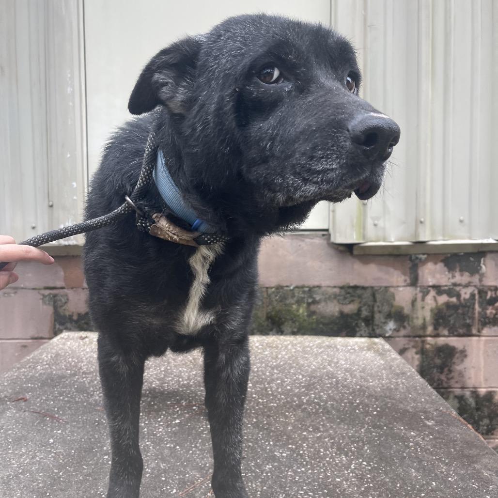 Enlarge Dozer, a Adoptable mixed breed in Valdosta , GA image 3/6
