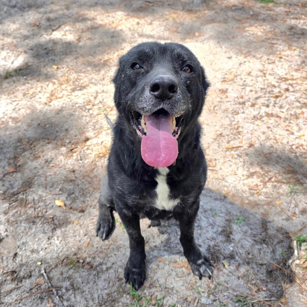 Enlarge Dozer, a Adoptable mixed breed in Valdosta , GA image 4/6