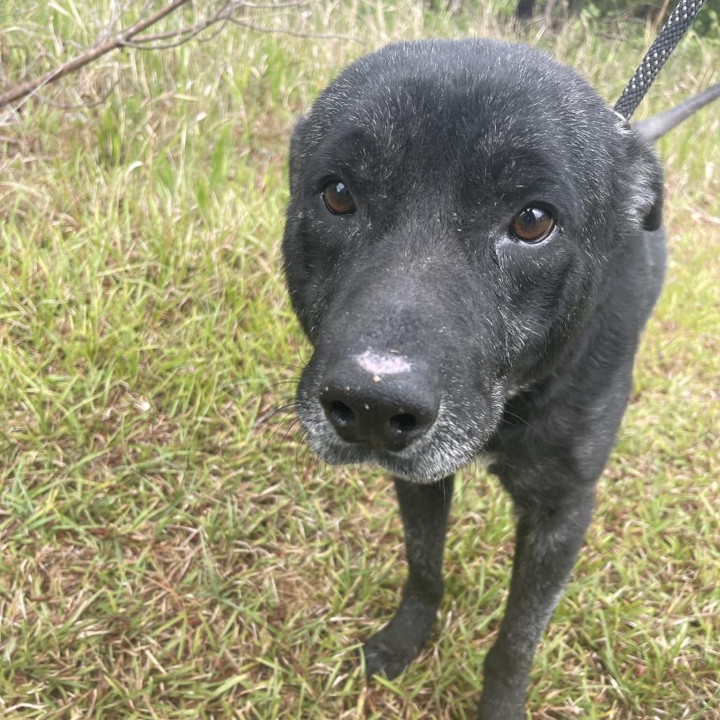 Enlarge Dozer, a Adoptable mixed breed in Valdosta , GA image 5/6