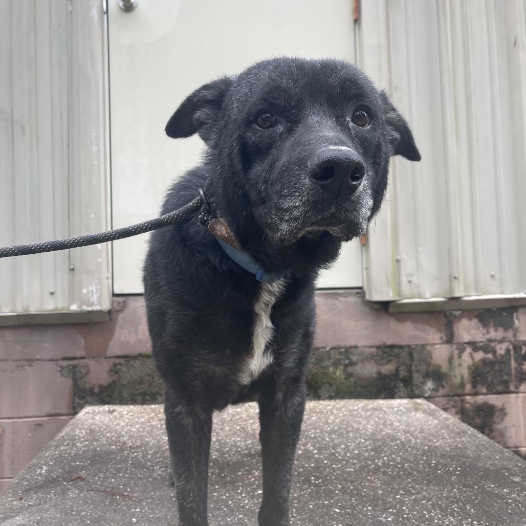 Enlarge Dozer, a Adoptable mixed breed in Valdosta , GA image 6/6