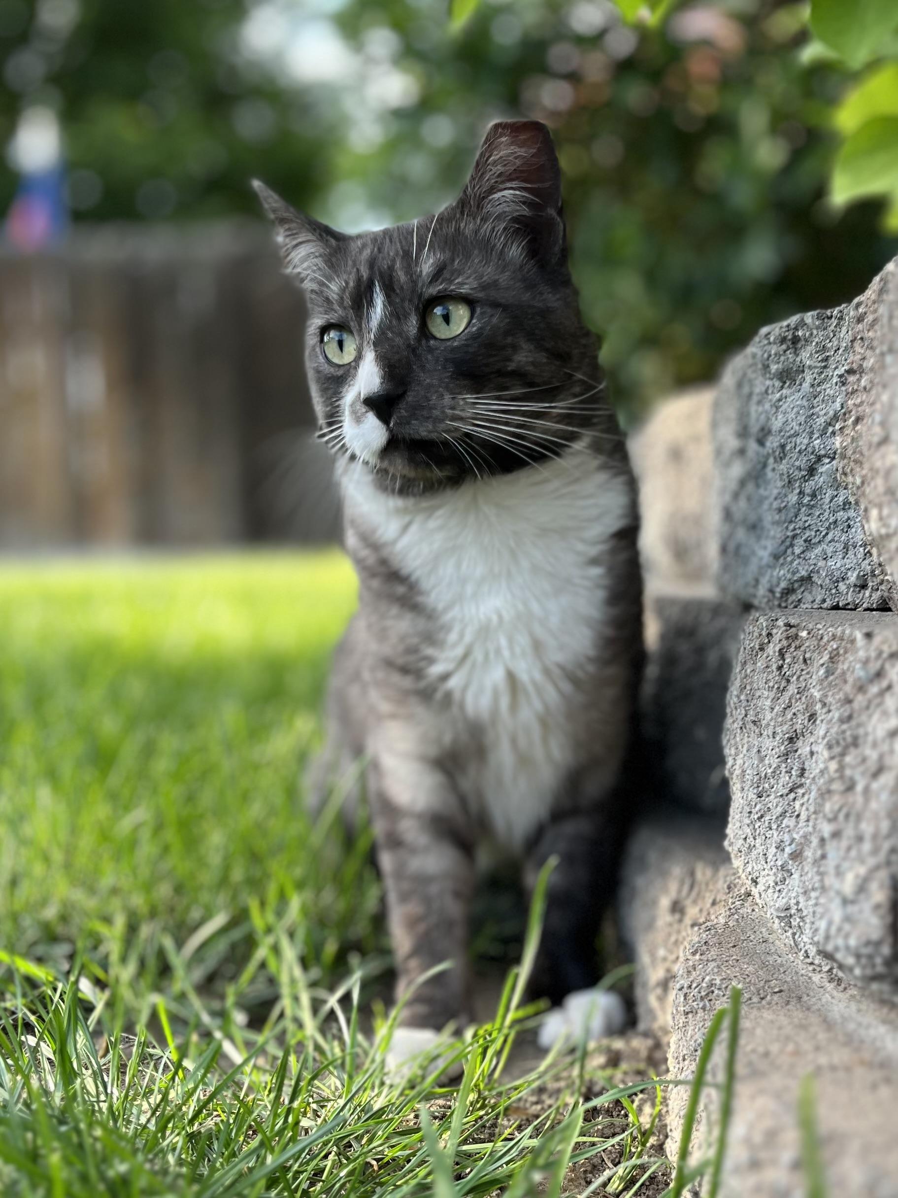 Enlarge Greg, an adopted American Shorthair in Moses Lake, WA image 2/3