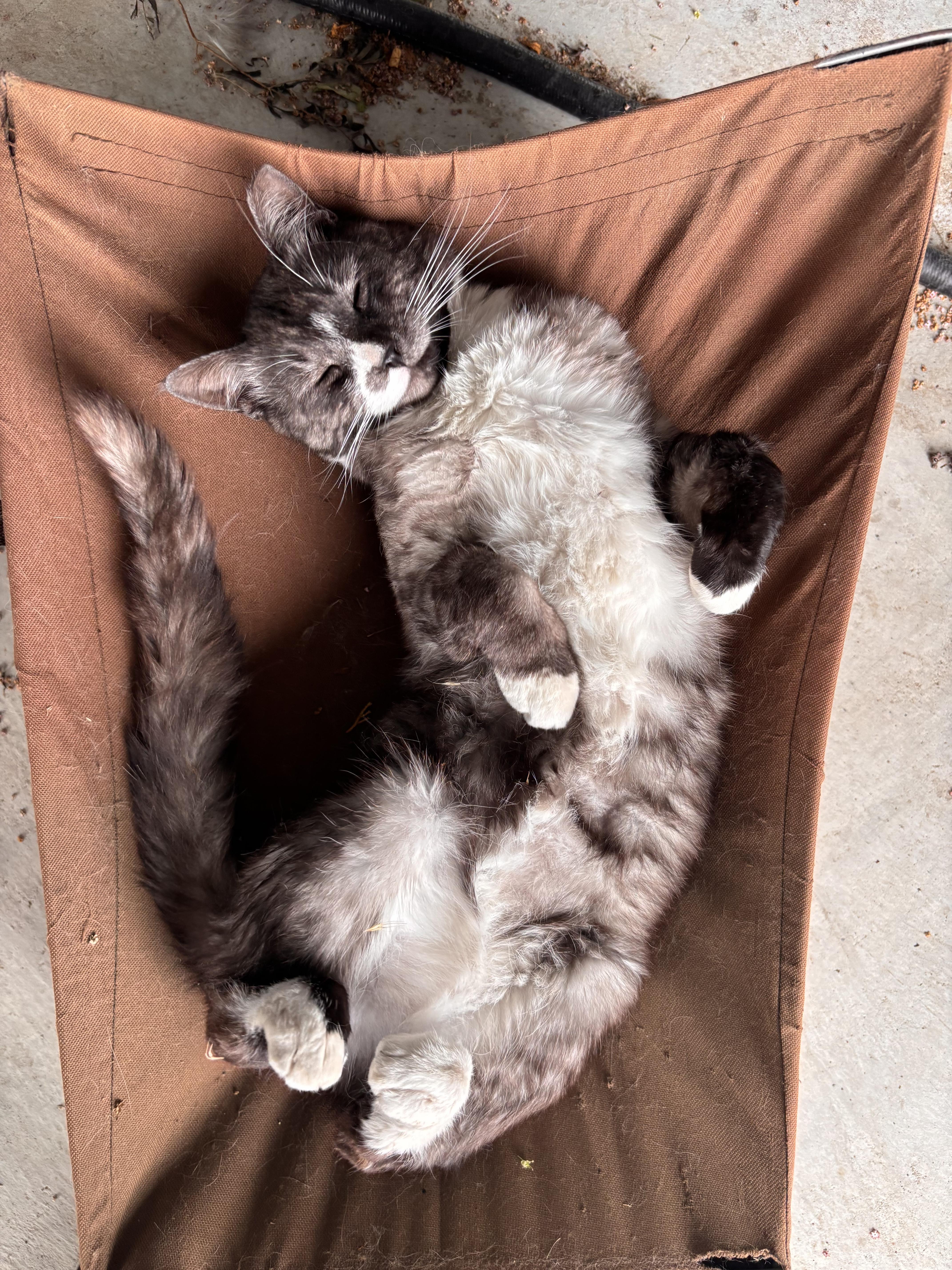 Enlarge Greg, an adopted American Shorthair in Moses Lake, WA image 3/3