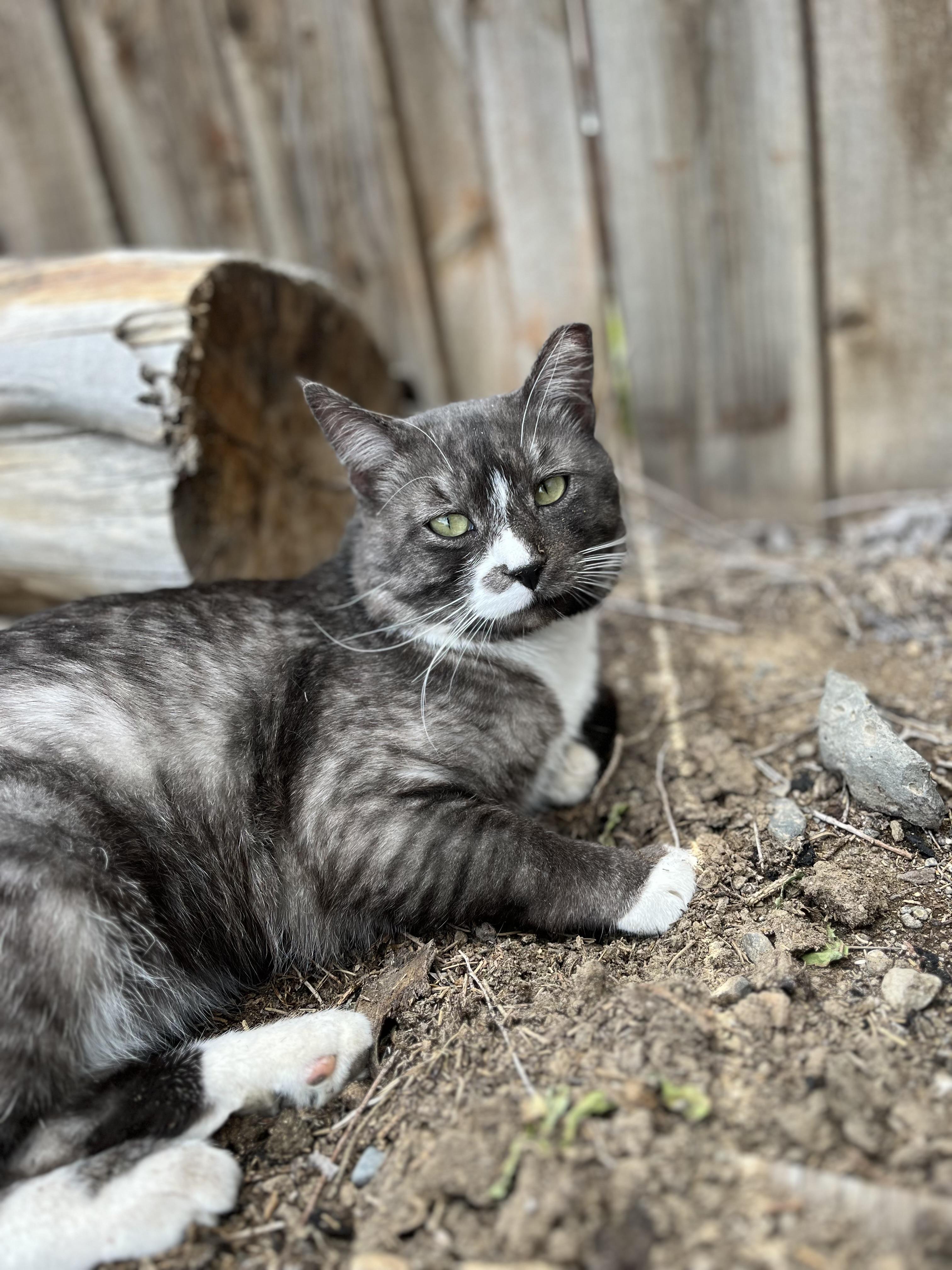 Greg, adopted, Adult Male American Shorthair.