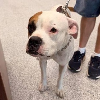 Liberty, adoptable, Adult Male Boxer.