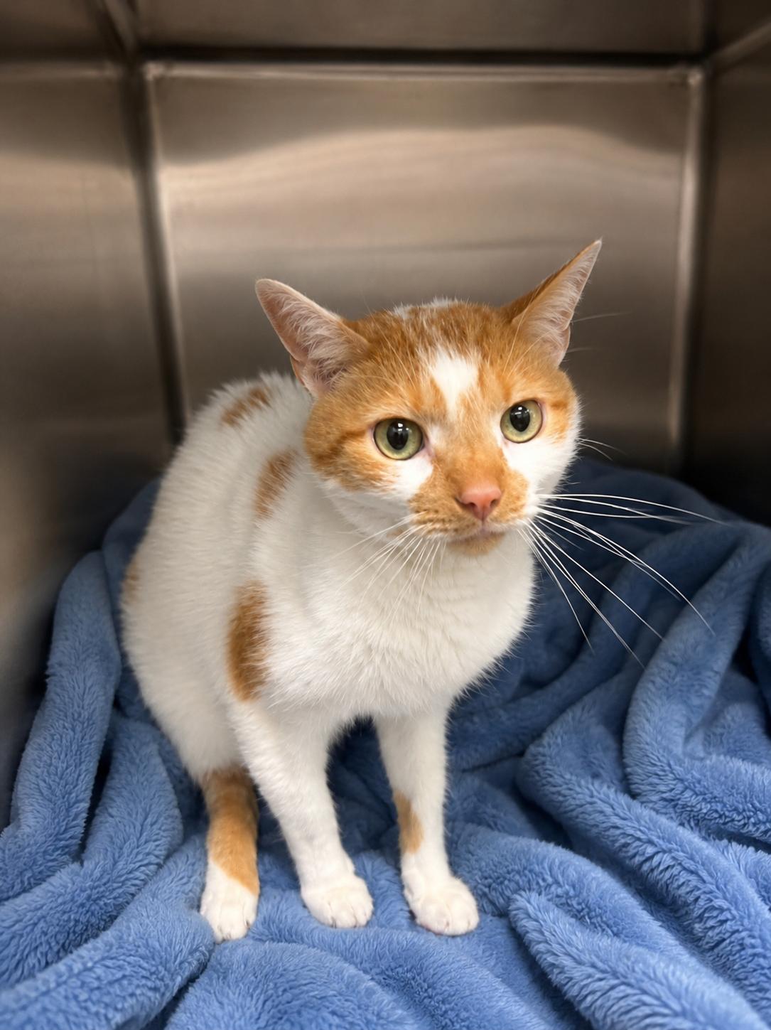 Gaylord, Adoptable, Adult Male Domestic Short Hair.