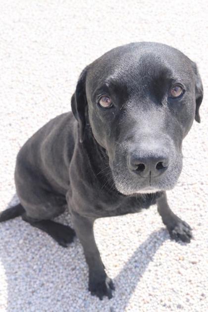 Enlarge Black Ice, a Adoptable mixed breed in Gray, LA image 1/2