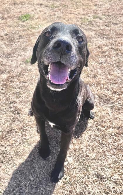 Enlarge Black Ice, a Adoptable mixed breed in Gray, LA image 2/2