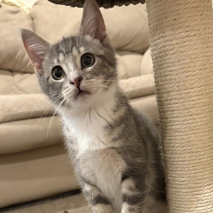 Indie, Adoptable, Kitten Female Domestic Short Hair.