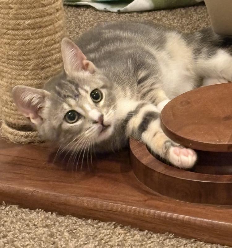 Enlarge Indie, a Adoptable Domestic Short Hair in Turnersville, NJ image 2/2