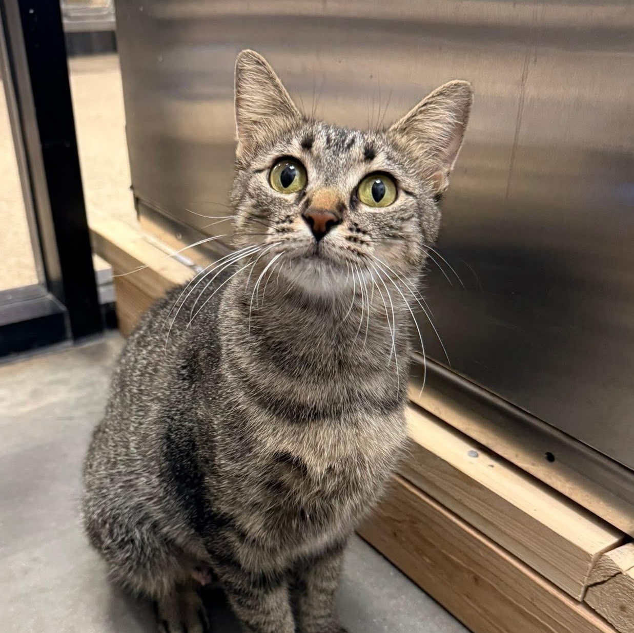 Enlarge Boba, a ADOPTABLE Domestic Short Hair in Chandler, AZ image 1/3