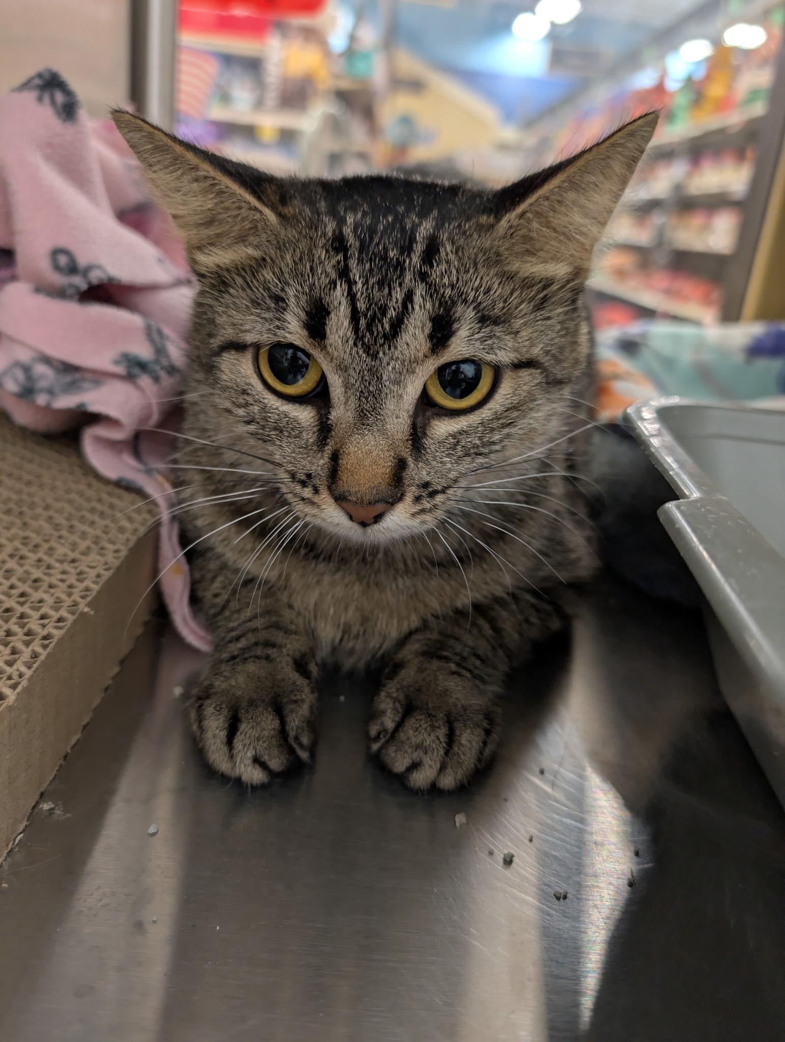 Enlarge Boba, a ADOPTABLE Domestic Short Hair in Chandler, AZ image 3/3