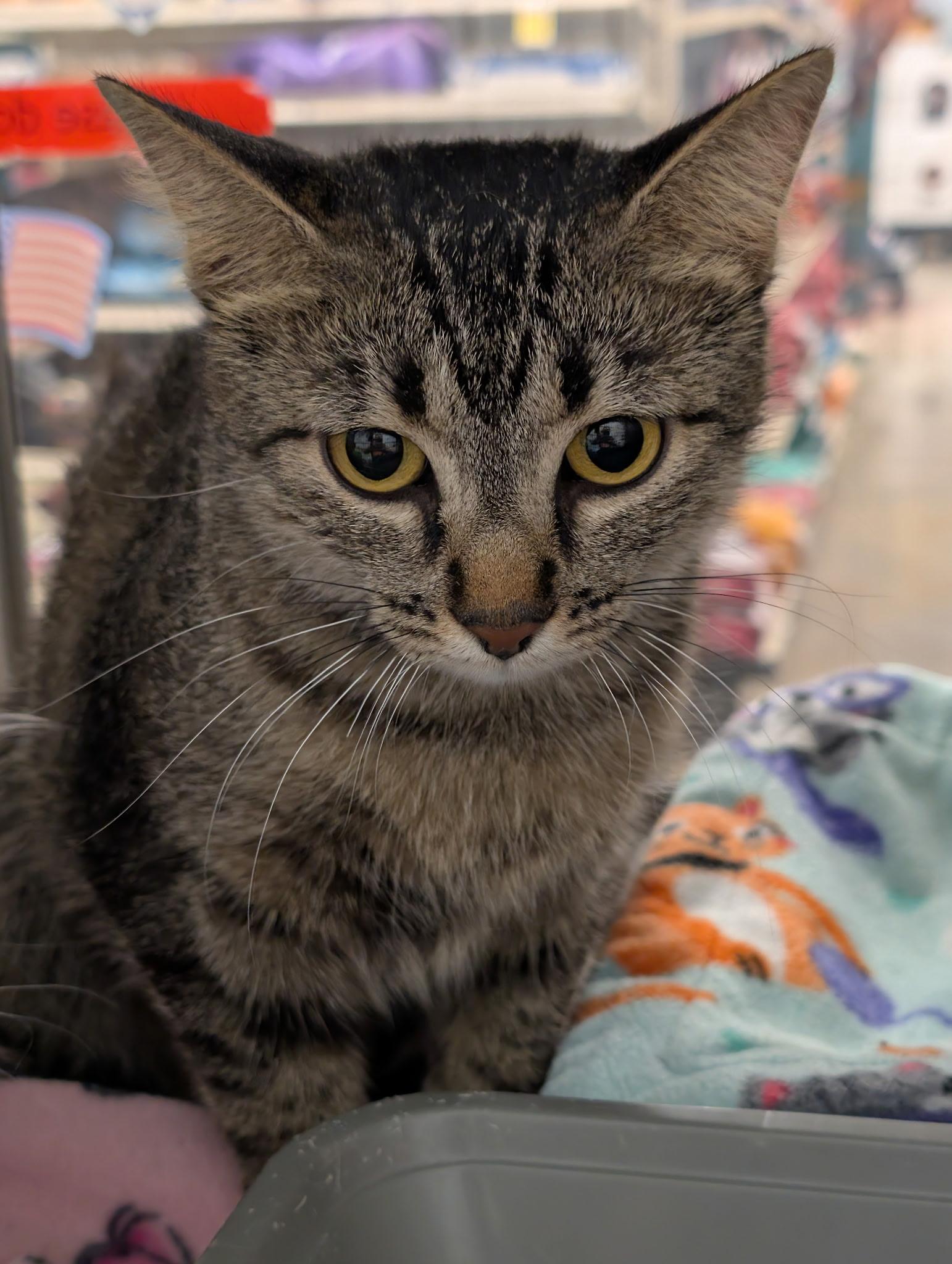 Enlarge Boba, a ADOPTABLE Domestic Short Hair in Chandler, AZ image 2/3