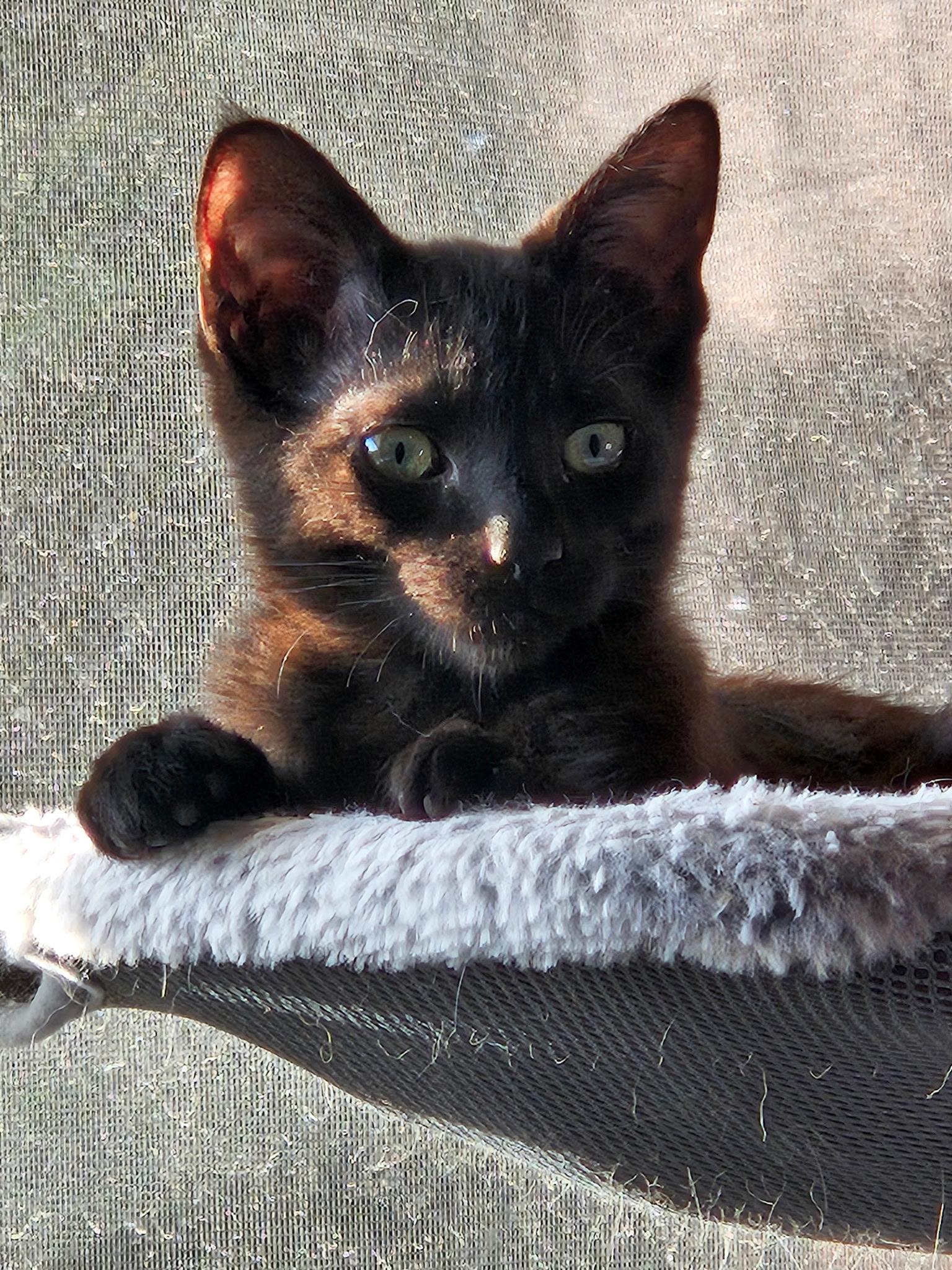 Jasper, ADOPTABLE, Kitten Male Domestic Short Hair.