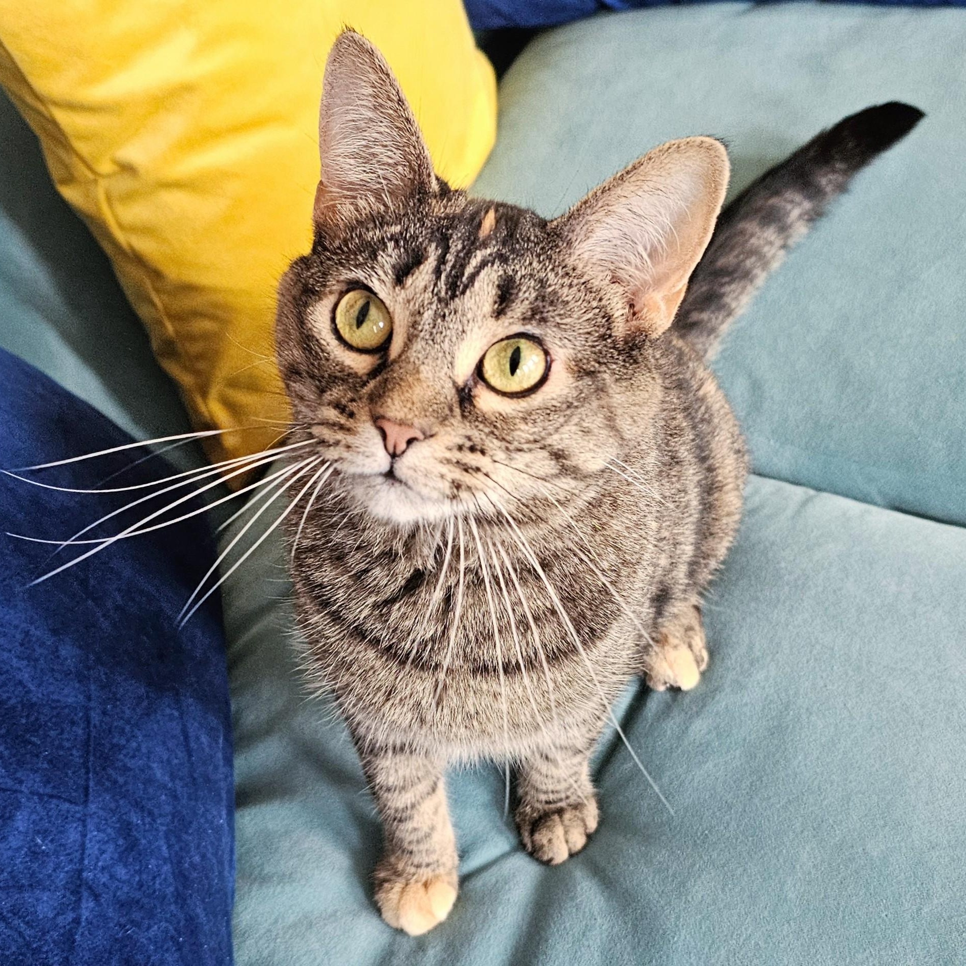 Enlarge Cilla, a ADOPTABLE mixed breed in Chicago, IL image 2/6