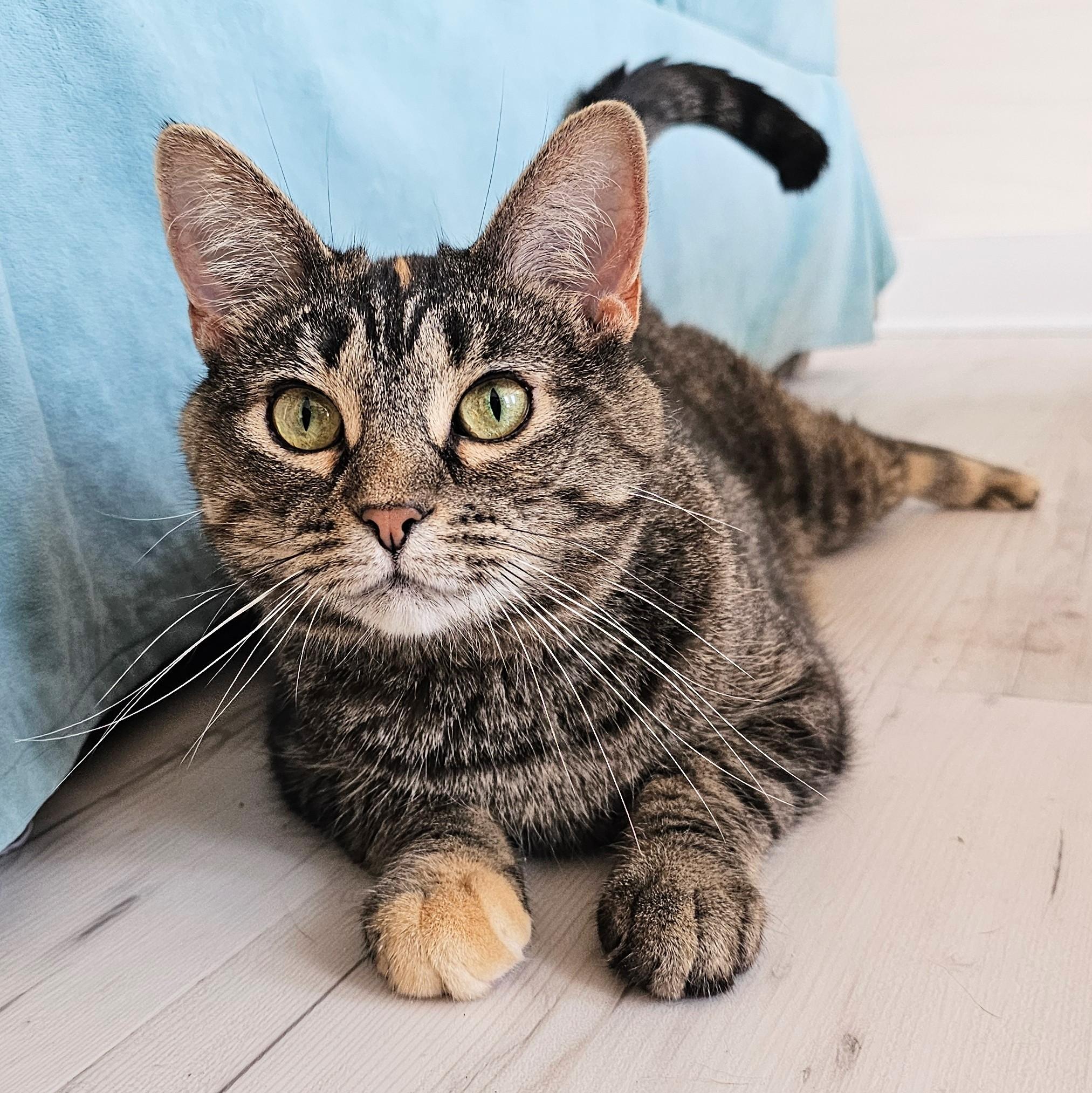 Enlarge Cilla, a ADOPTABLE mixed breed in Chicago, IL image 5/6