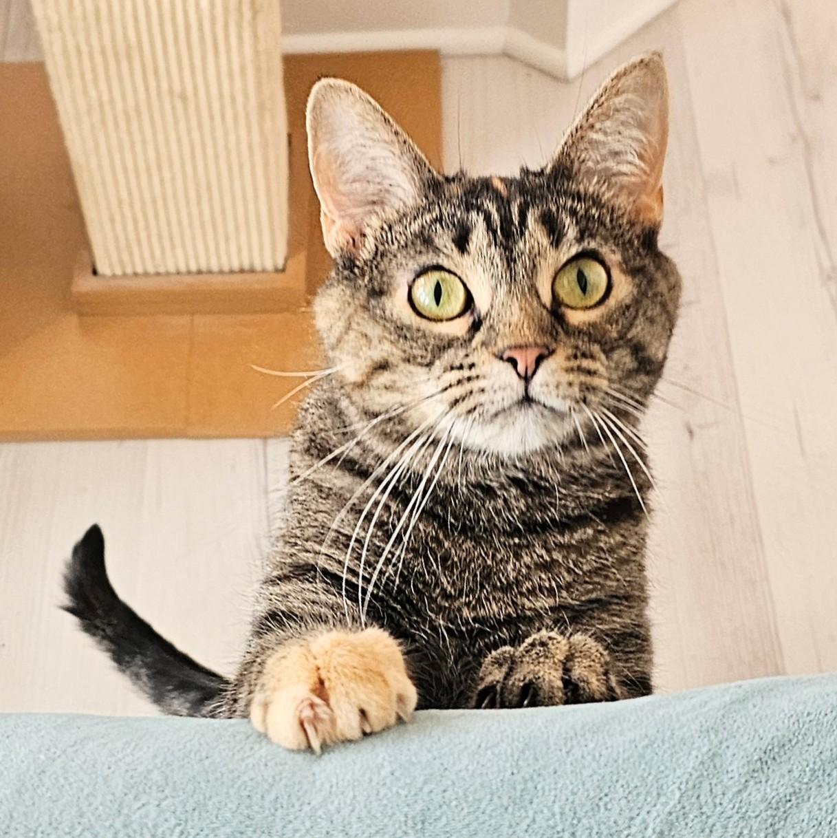 Cilla, ADOPTABLE, Adult Female Torbie & Domestic Short Hair.