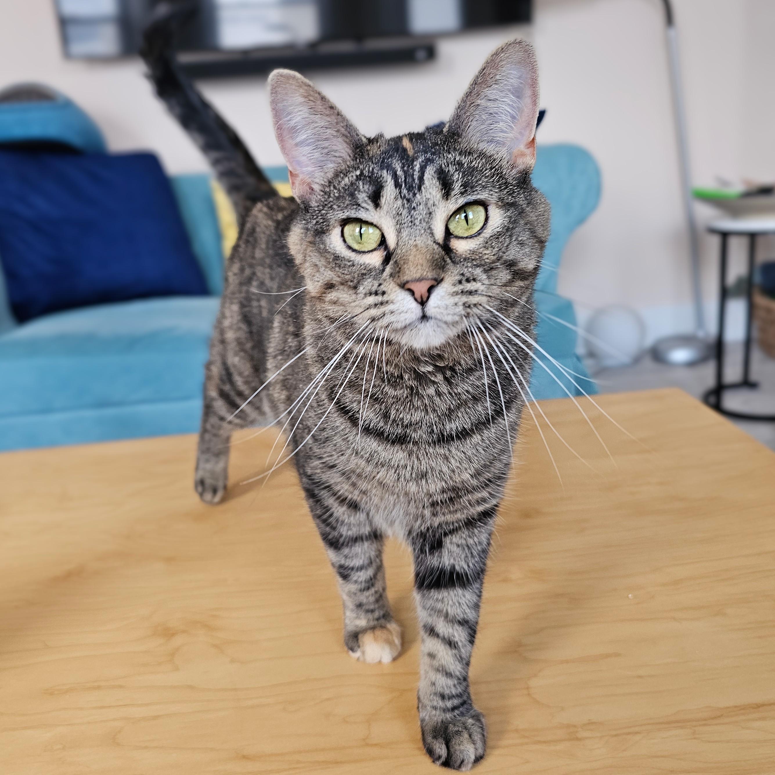 Enlarge Cilla, a ADOPTABLE mixed breed in Chicago, IL image 3/6