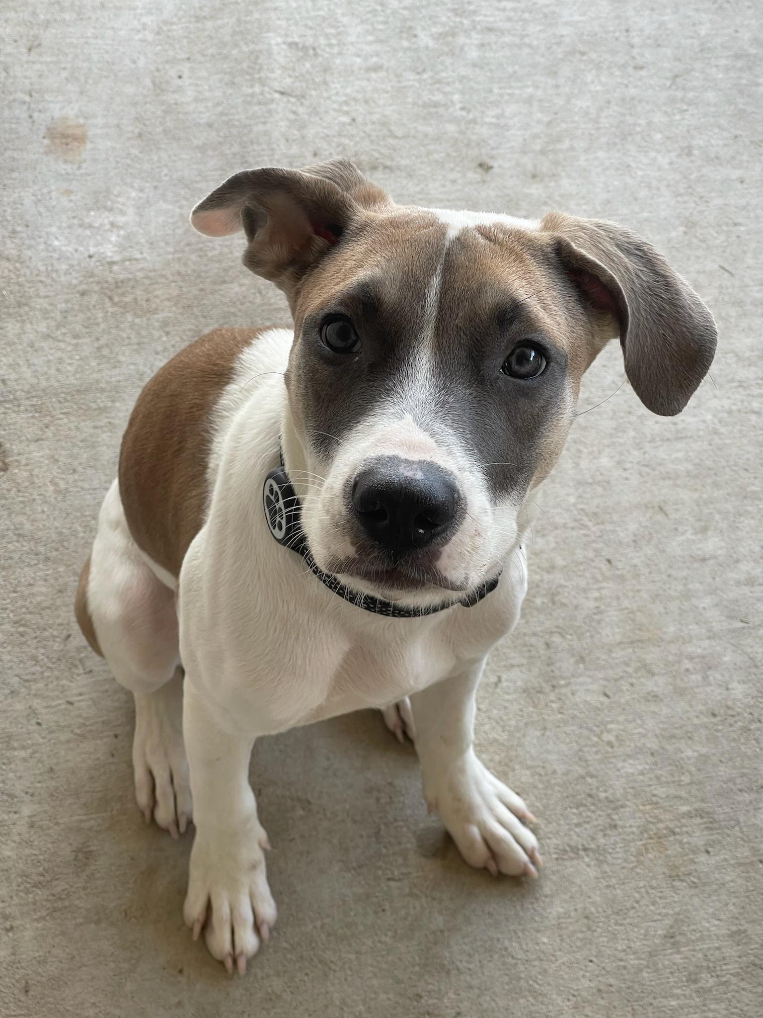 Serena the Tennis Pro Puppy photo
